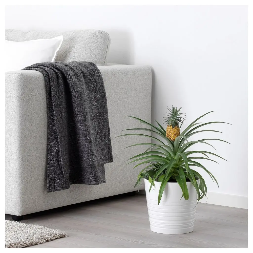 ANANAS АНАНАС — изображение 6