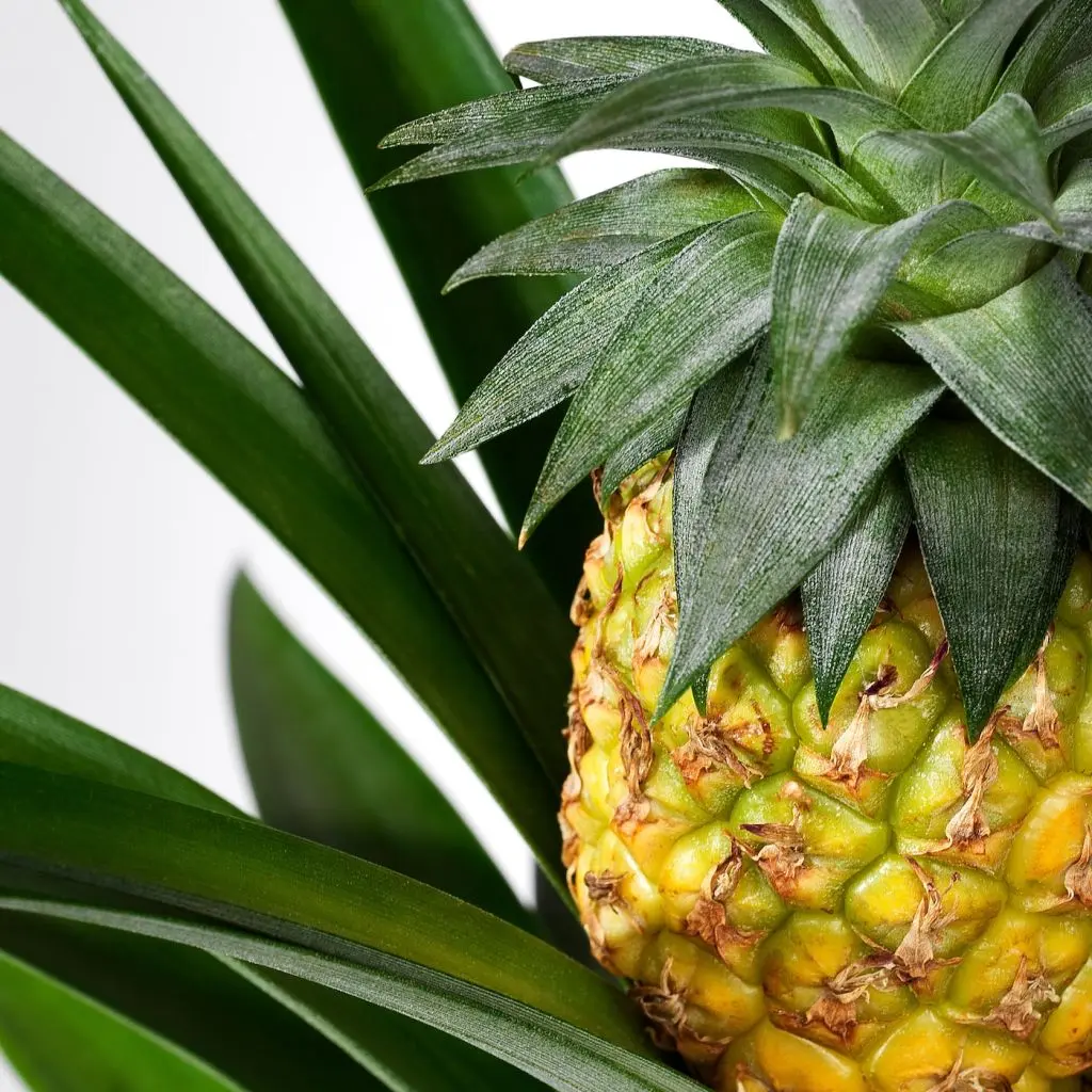 ANANAS АНАНАС — изображение 3