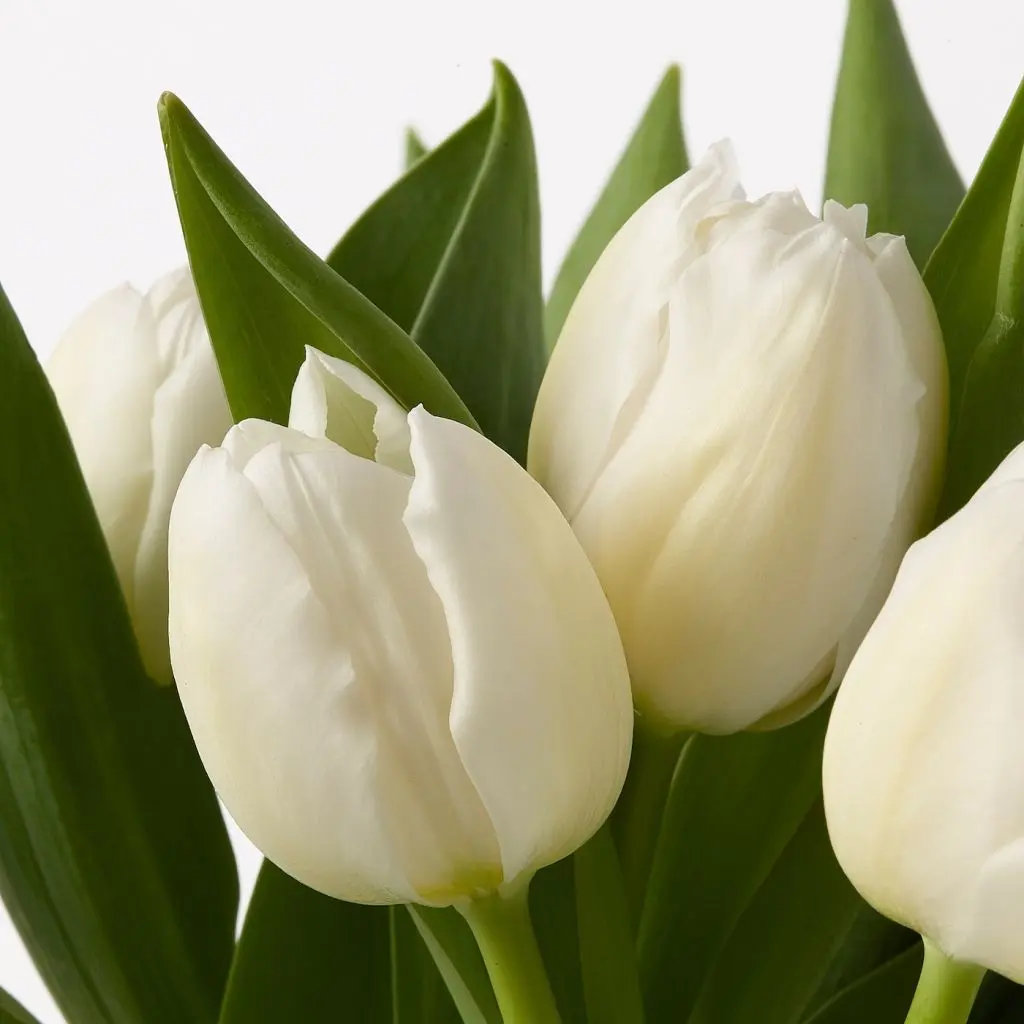 BLOMMA ЦВЕТОК — изображение 5