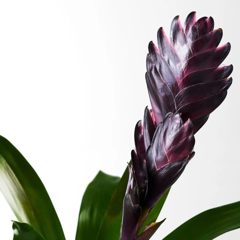 БРОМЕЛИЯ — изображение 6