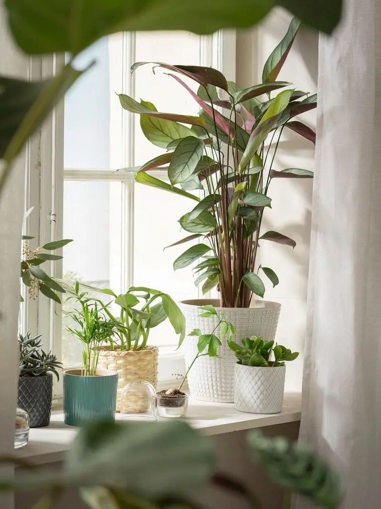 ХАМЕДОРЕЯ ЭЛЕГАНС — изображение 7