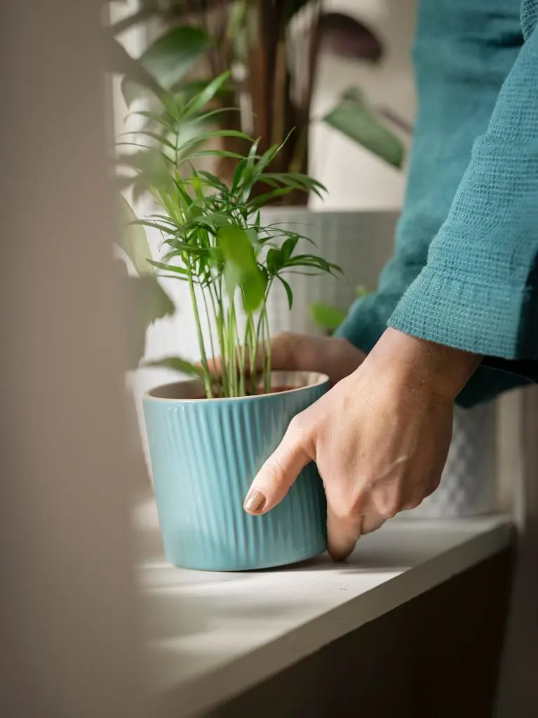 ХАМЕДОРЕЯ ЭЛЕГАНС — изображение 5