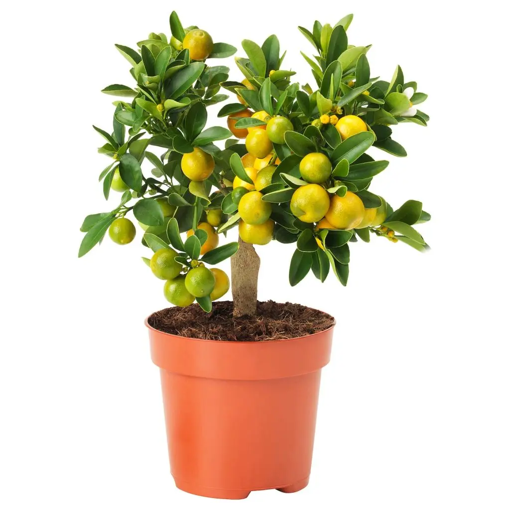 CITRUS ЦИТРУС — изображение 2