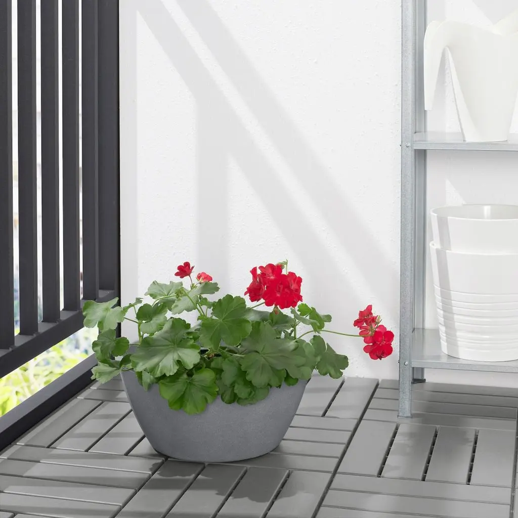 CITRUSKRYDDA ЦИТРУСКРЮДДА — изображение 2