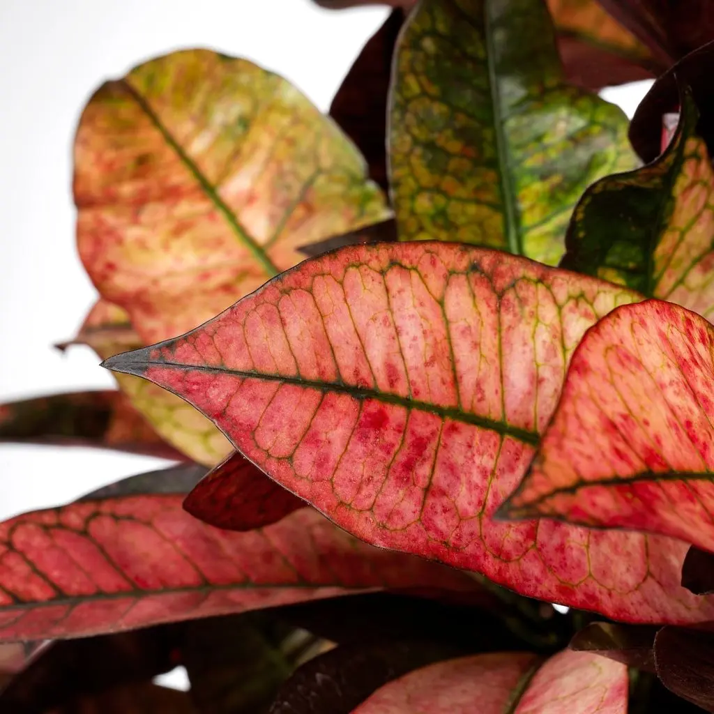 КОДИЕУМ — изображение 3