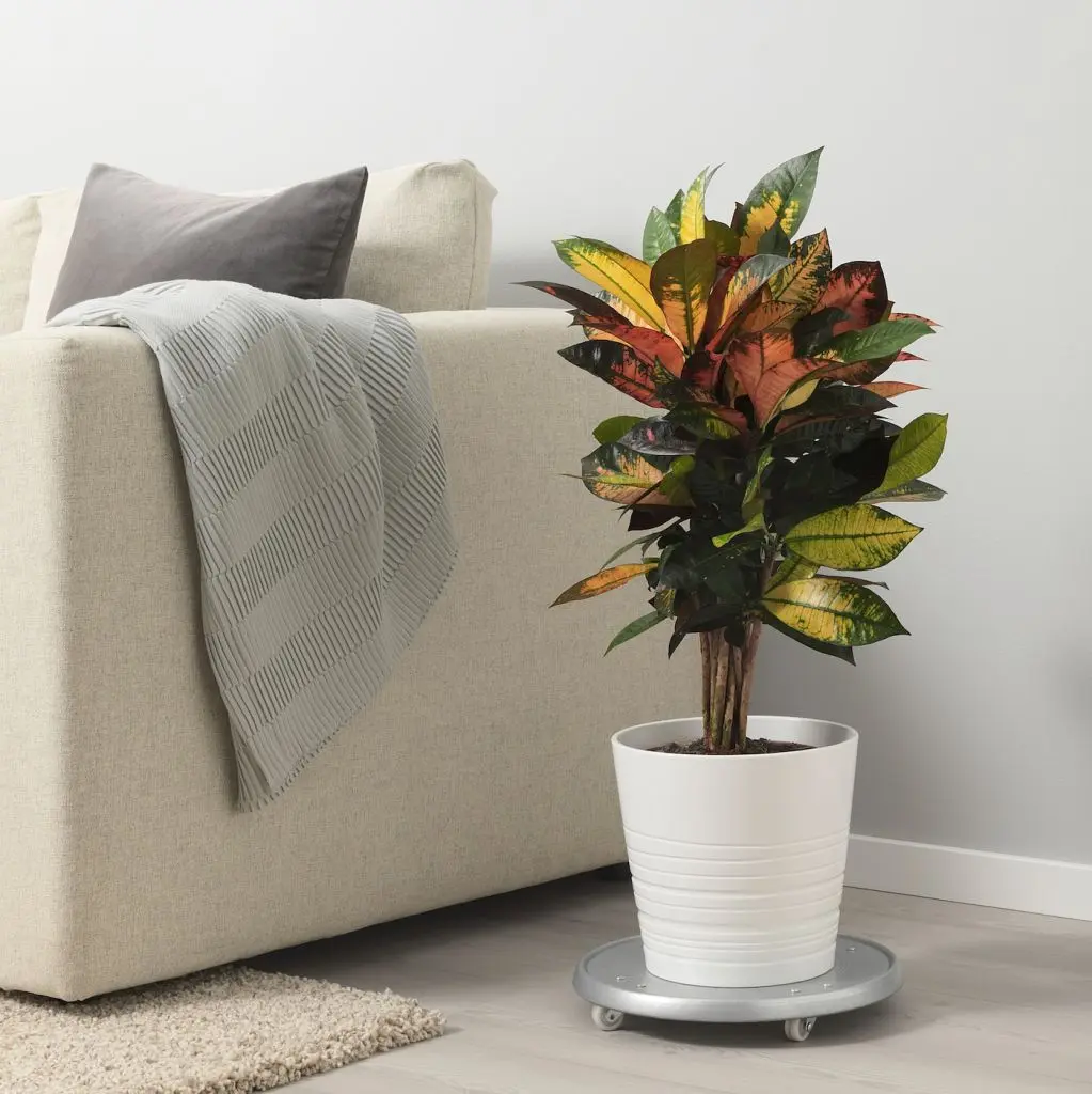 КОДИЕУМ — изображение 2