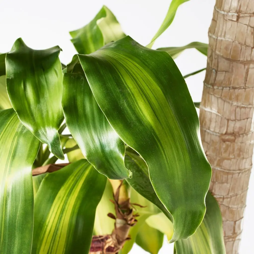 ДРАЦЕНА МАССЕНДЖЕАНА — изображение 3