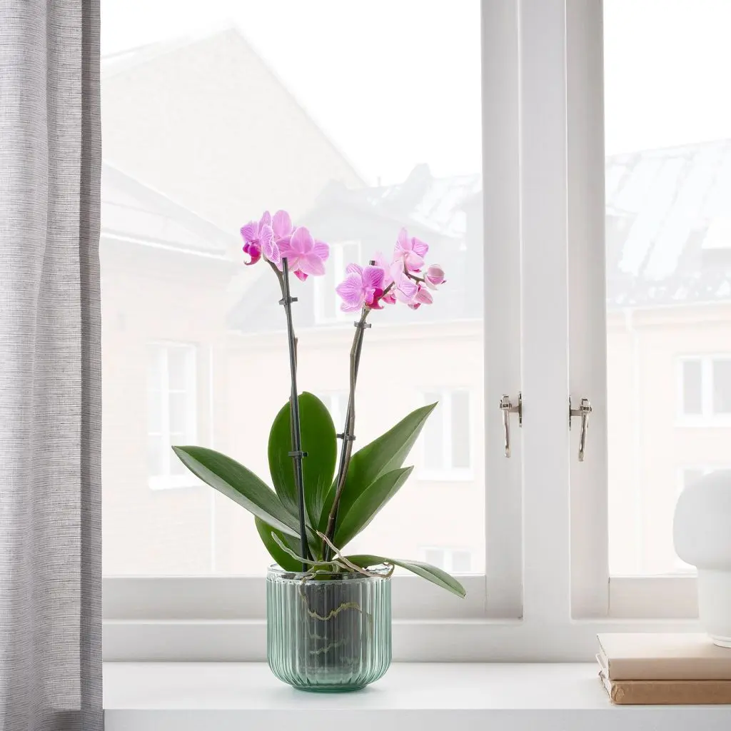 GRADVIS ГРАДВИС — изображение 3