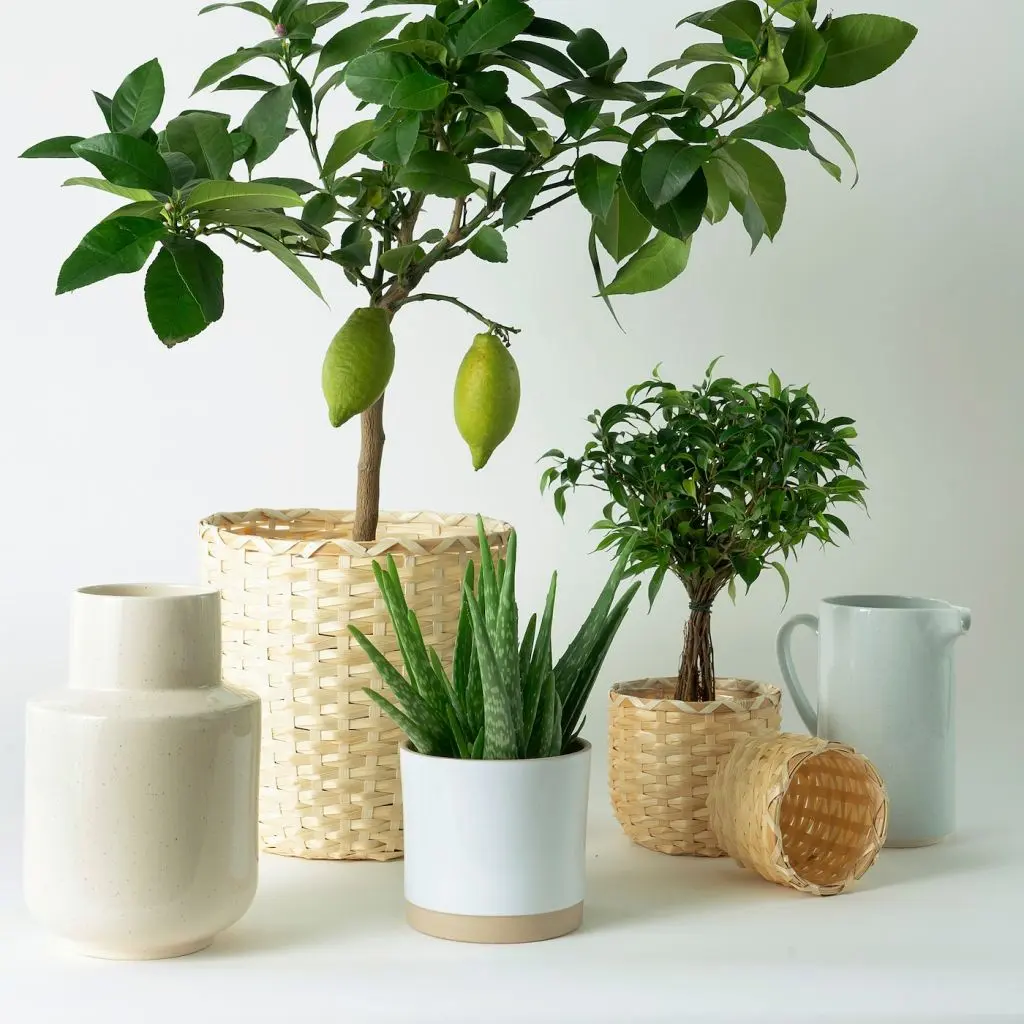 КАФФЕБОНА — изображение 6