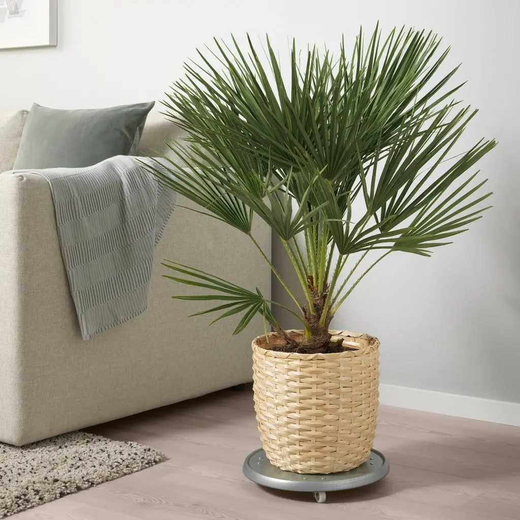 КАФФЕБОНА — изображение 2