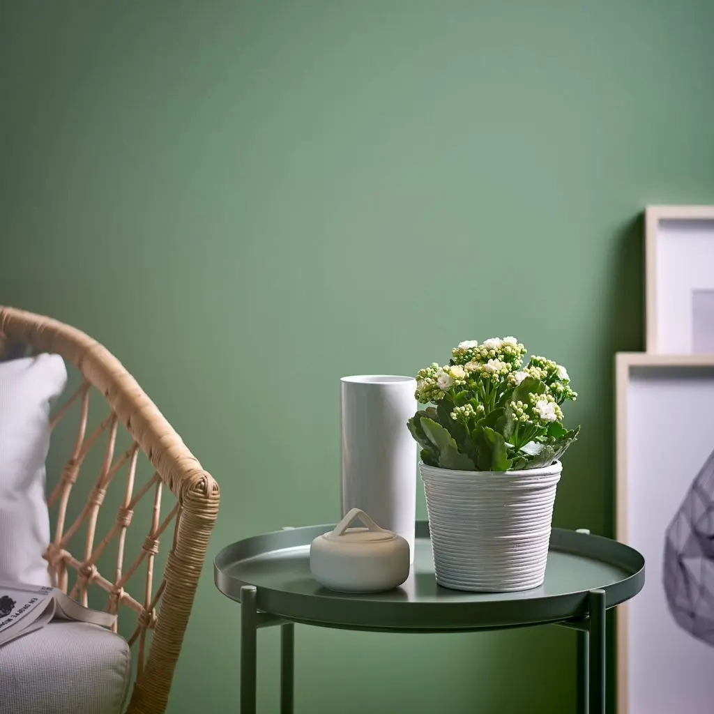 КАЛАНХОЭ — изображение 6