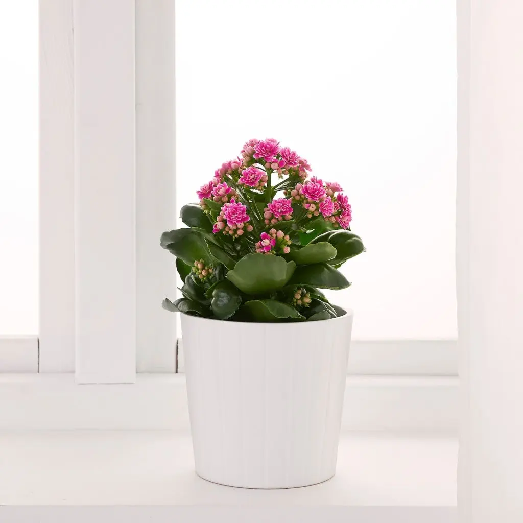 КАЛАНХОЭ — изображение 2