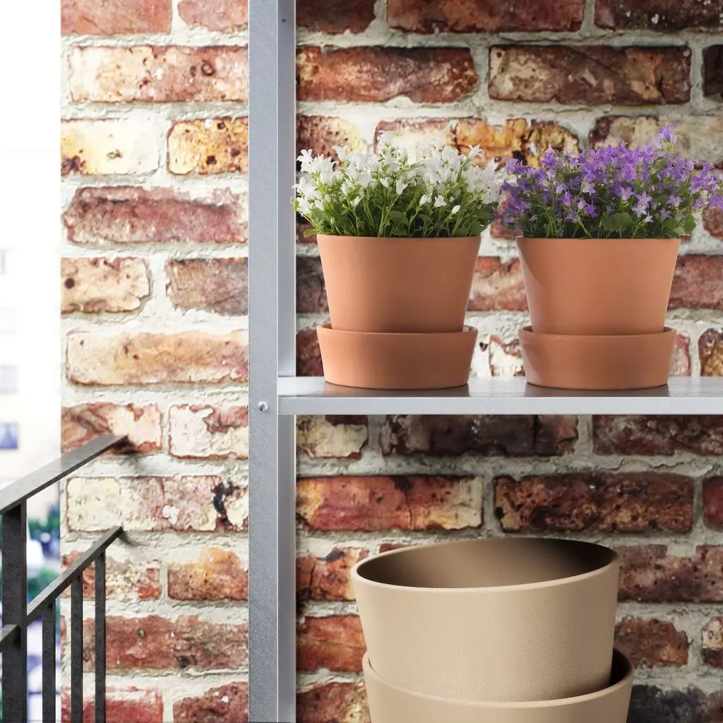 КОЛОКОЛЬЧИК ПОРТЕНШЛАГА — изображение 3