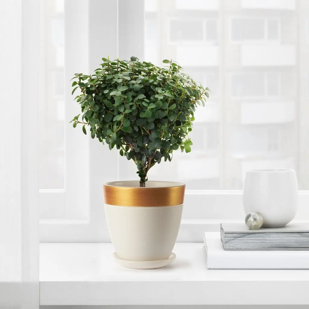 ЛАЙМПЕППАР — изображение 4