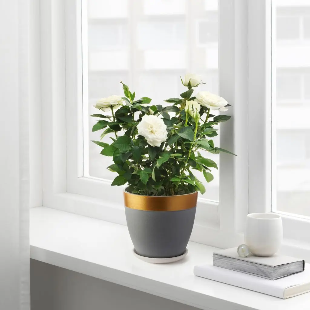 ЛАЙМПЕППАР — изображение 4