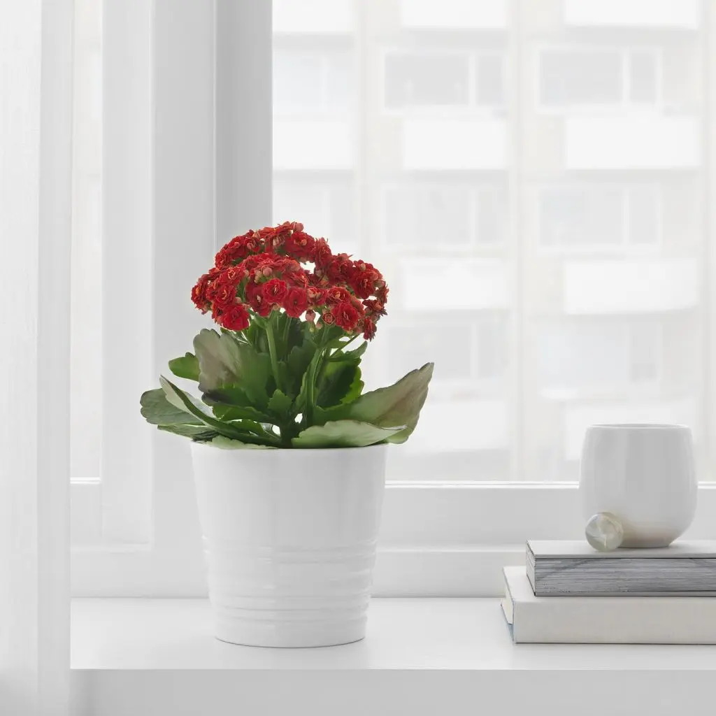 МУСКОТ — изображение 3