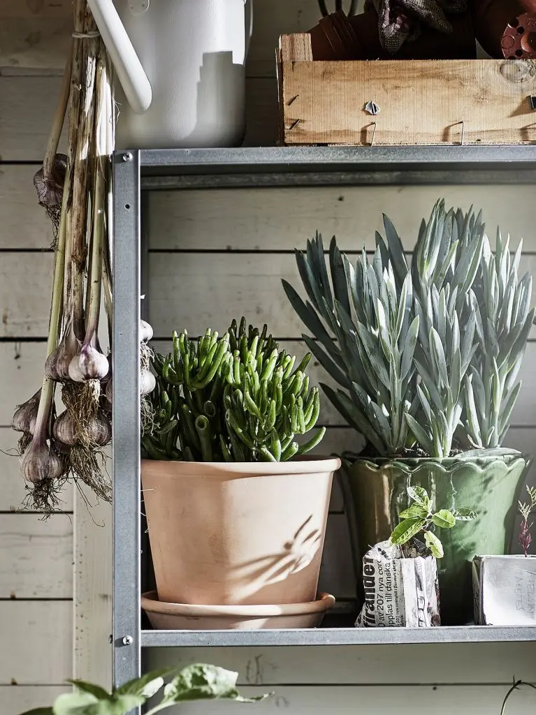 MUSKOTBLOMMA МУСКОТБЛОММА — изображение 4