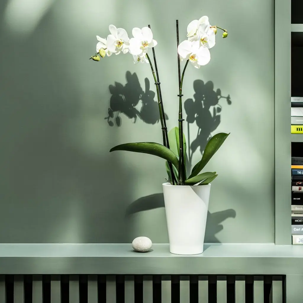 PHALAENOPSIS ФАЛЕНОПСИС — изображение 6