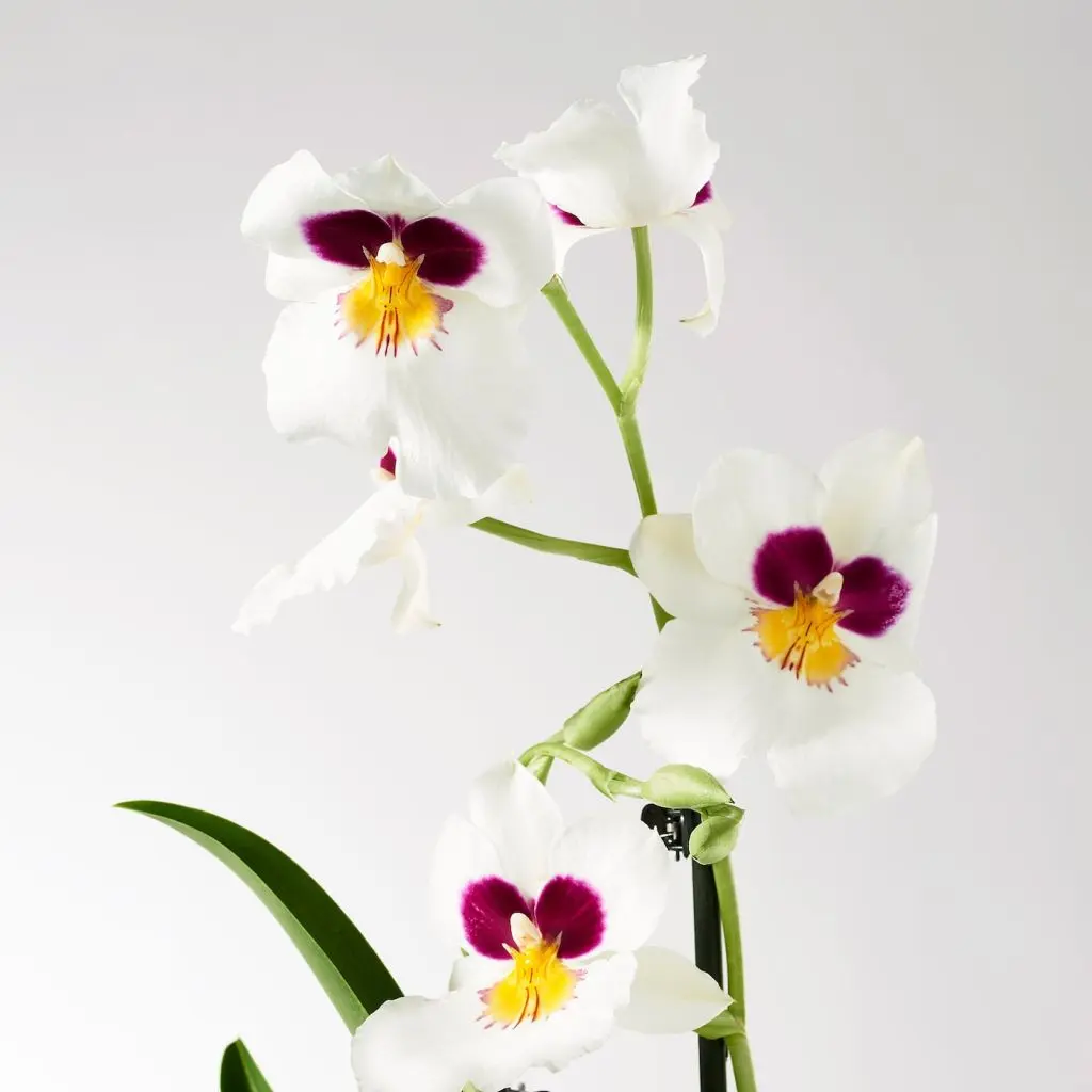 PHALAENOPSIS ФАЛЕНОПСИС — изображение 5