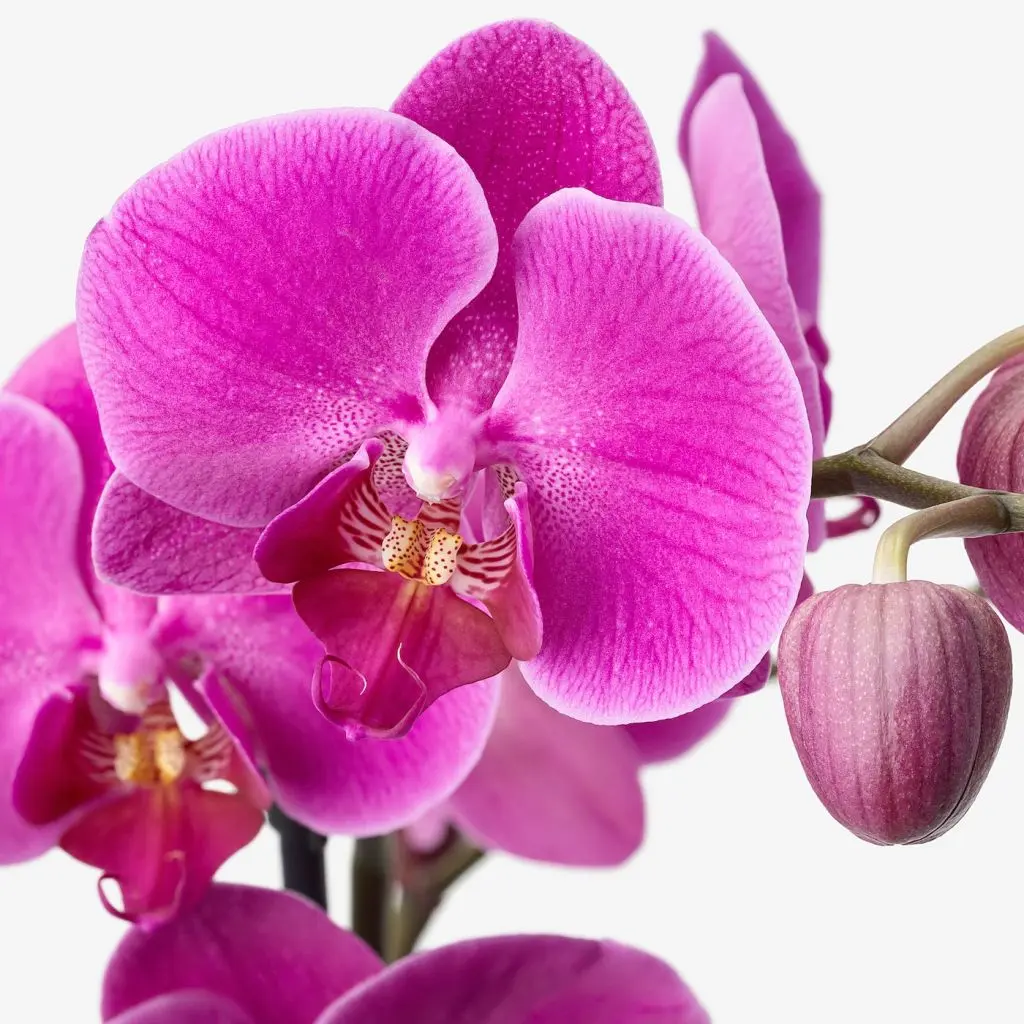 PHALAENOPSIS ФАЛЕНОПСИС — изображение 3
