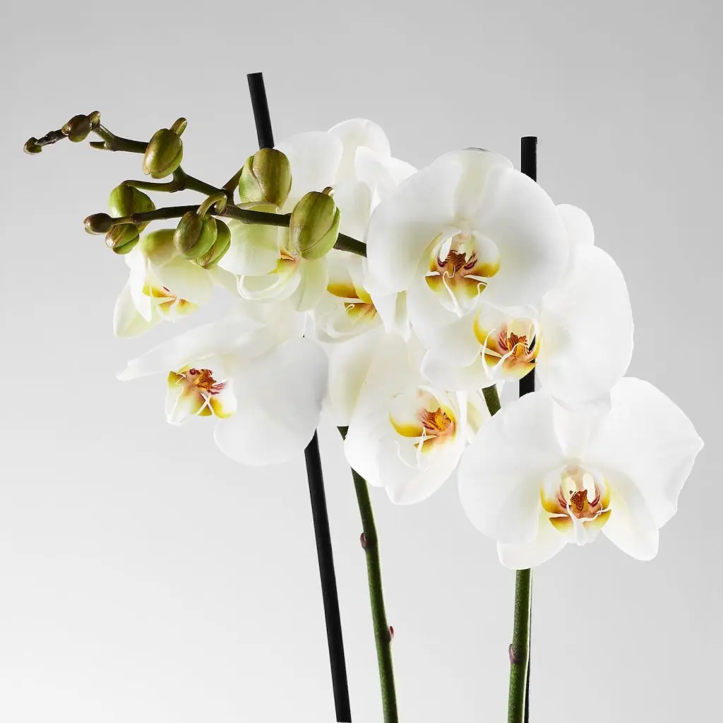PHALAENOPSIS ФАЛЕНОПСИС — изображение 4