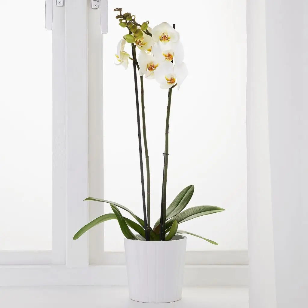 PHALAENOPSIS ФАЛЕНОПСИС — изображение 2