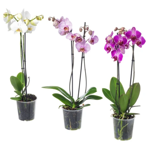 PHALAENOPSIS ФАЛЕНОПСИС