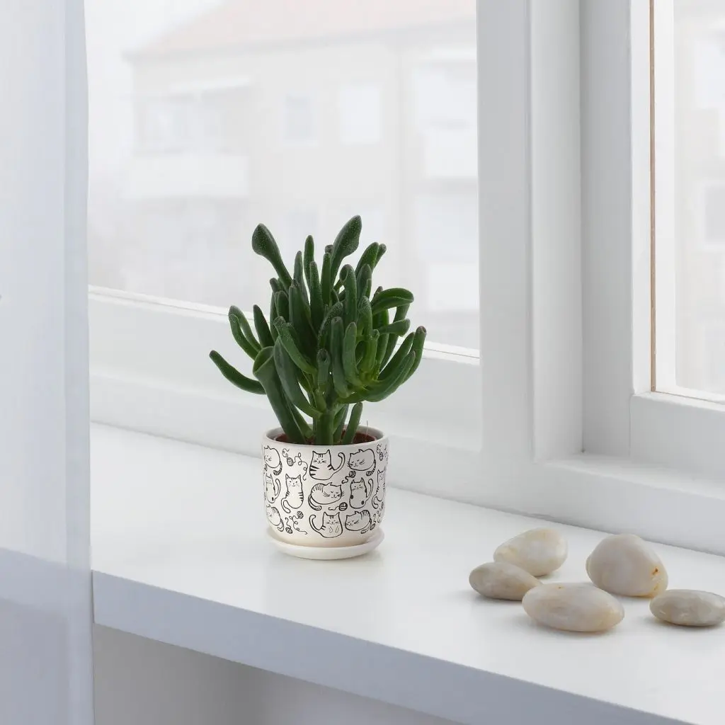 РУНДМИНТА — изображение 3