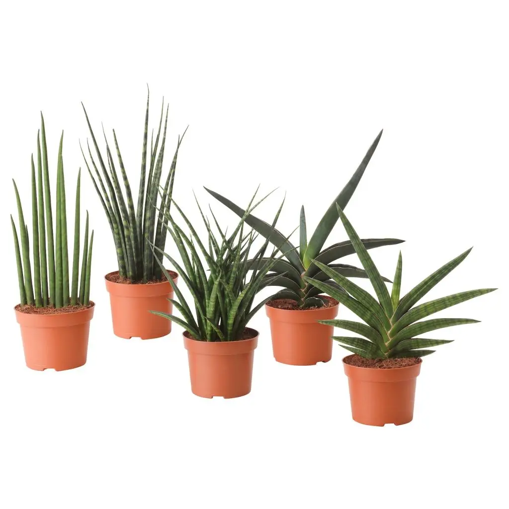 САНСЕВИЕРИЯ — изображение 2