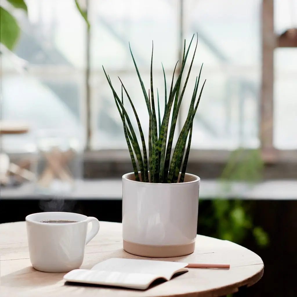 САНСЕВИЕРИЯ — изображение 5