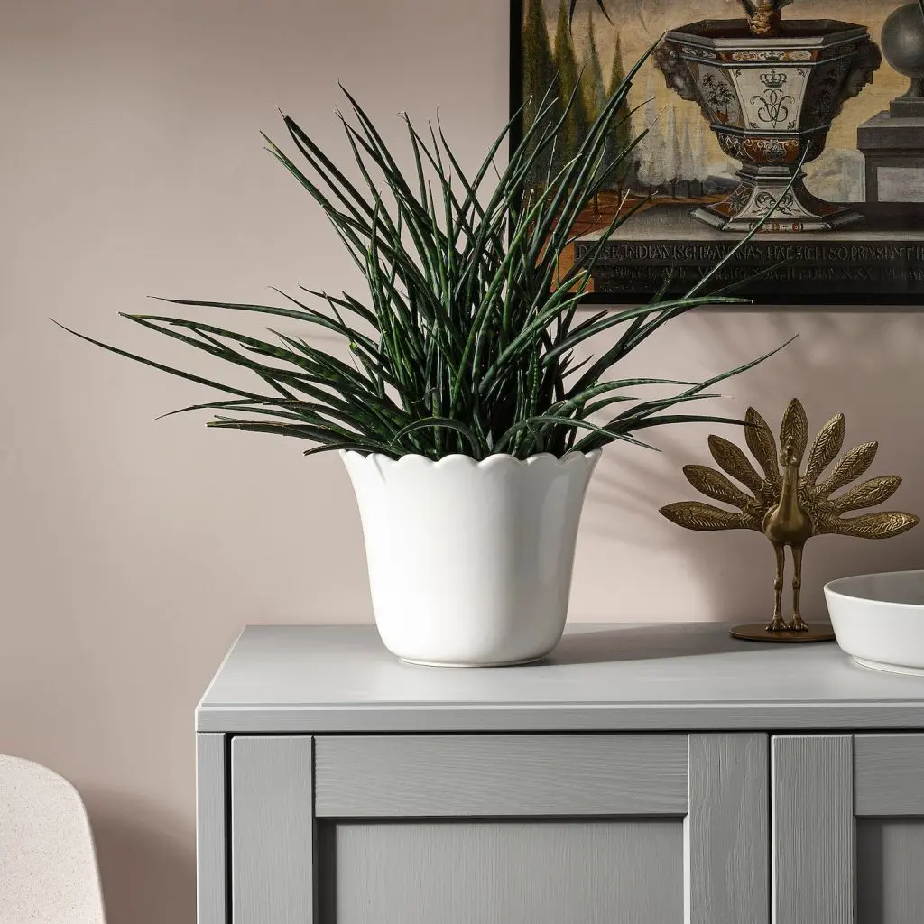 SHARONFRUKT ШАРОНФРУКТ — изображение 2