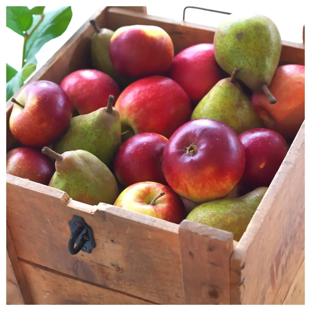 СИНЛИГ — изображение 3