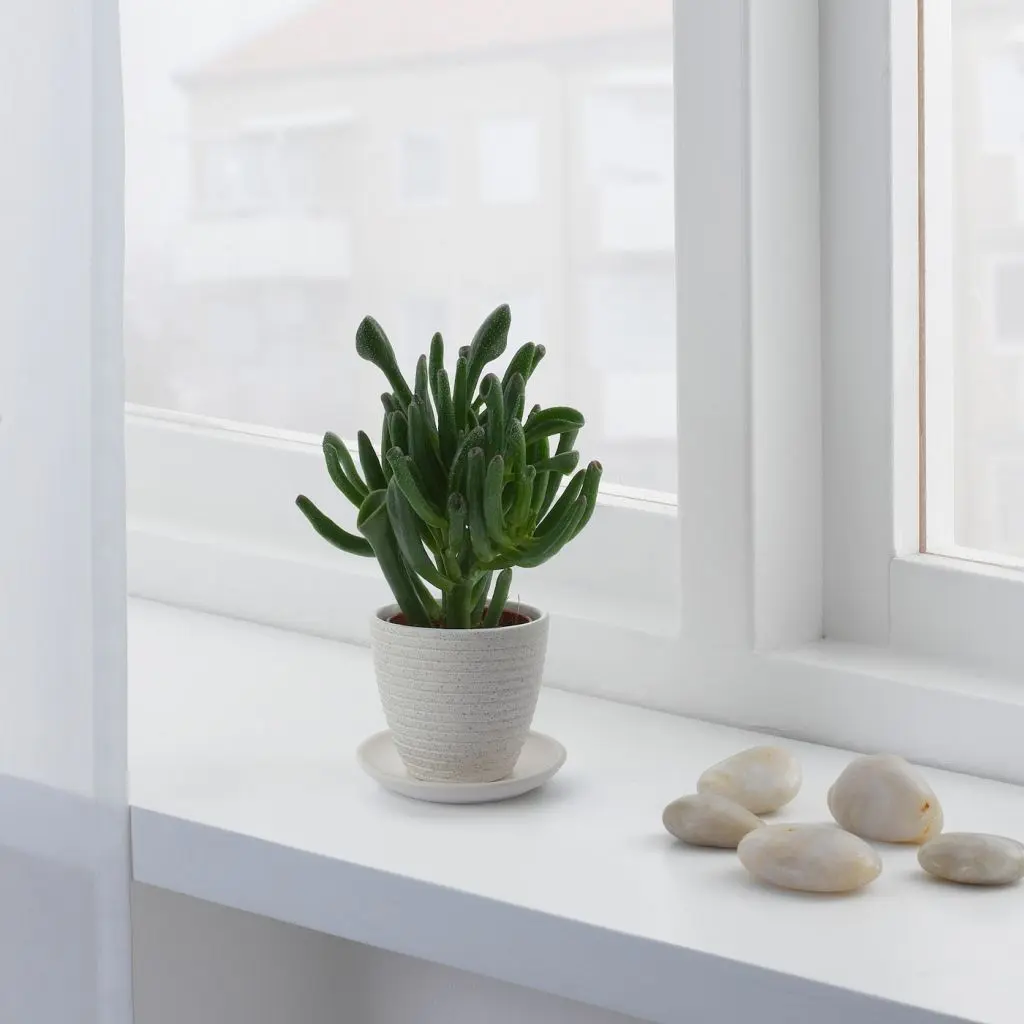 SKAKIG СКАКИГ — изображение 3