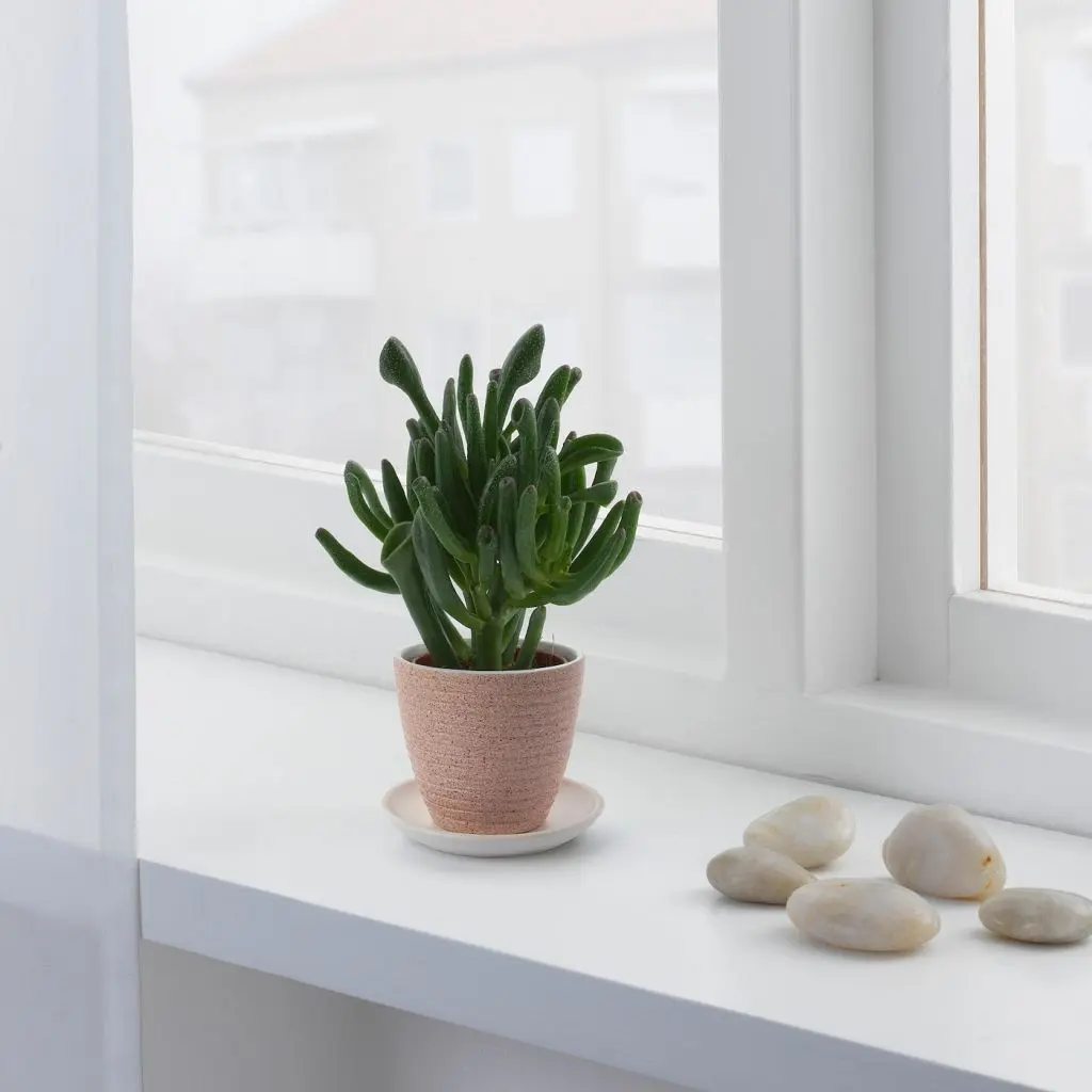 SKAKIG СКАКИГ — изображение 3