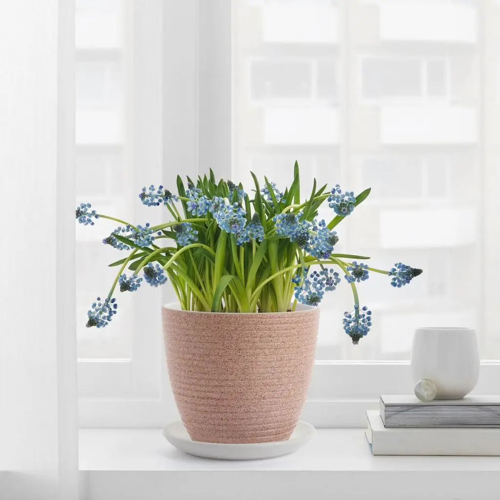 SKAKIG СКАКИГ — изображение 2