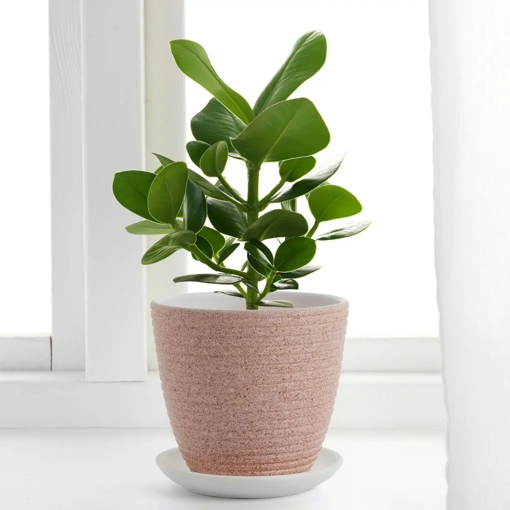 SKAKIG СКАКИГ — изображение 3