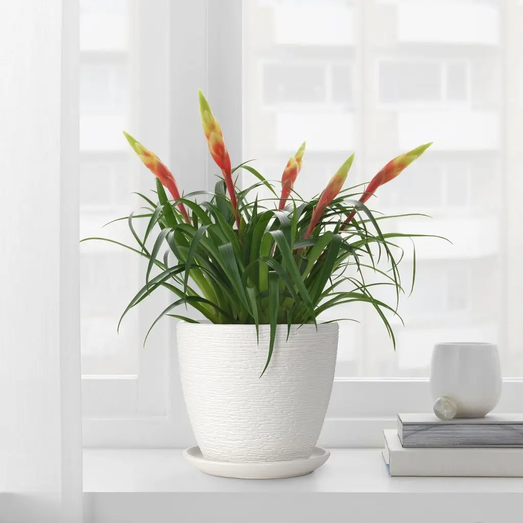 СКАКИГ — изображение 3