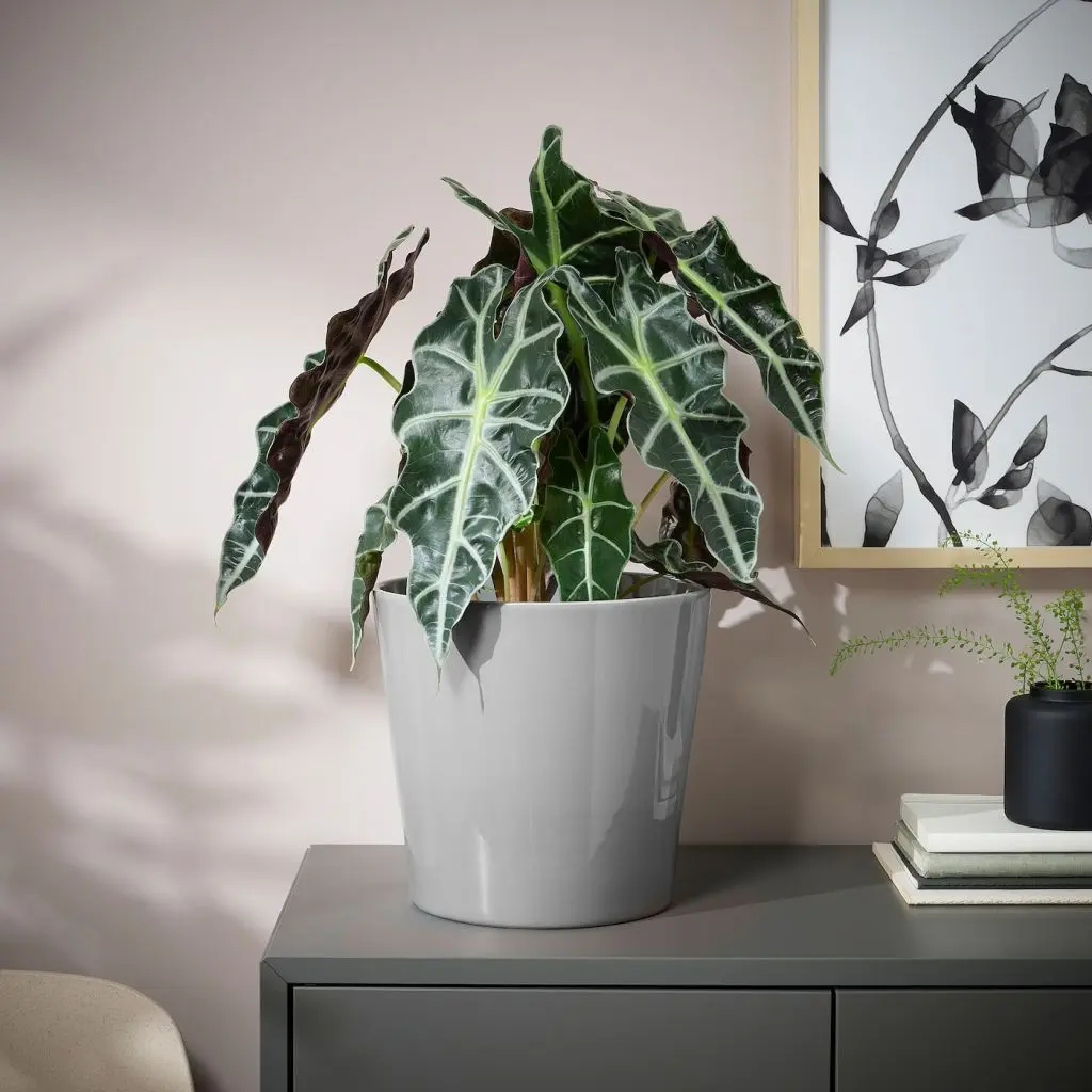 SKOGSVINBÄR СКОГСВИНБЭР — изображение 2