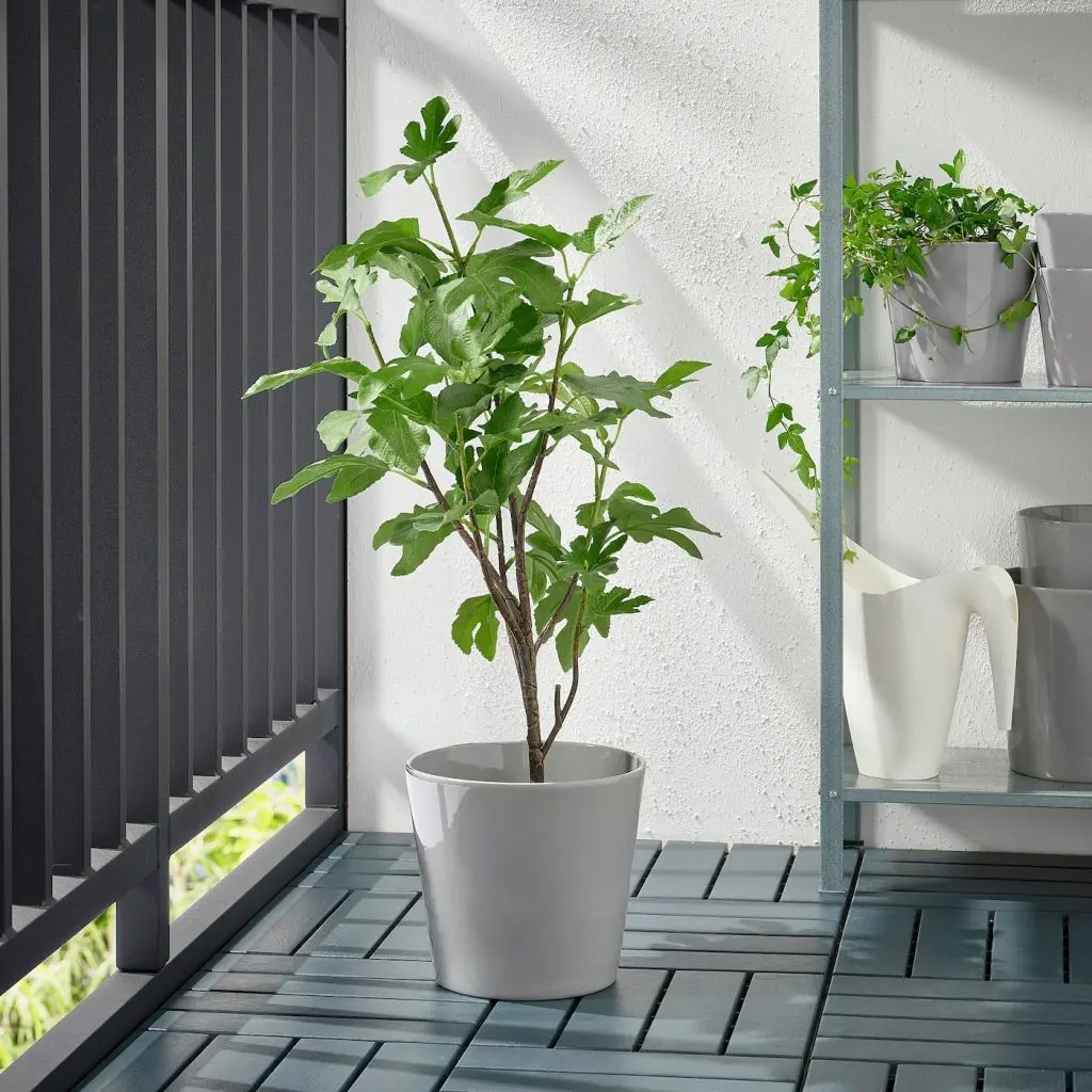 SKOGSVINBÄR СКОГСВИНБЭР — изображение 3