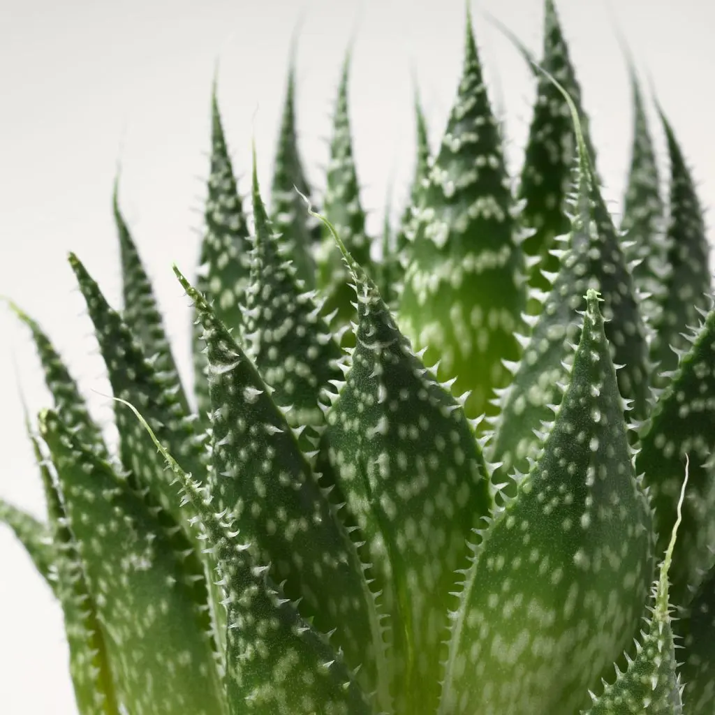 СУККУЛЕНТЫ — изображение 3