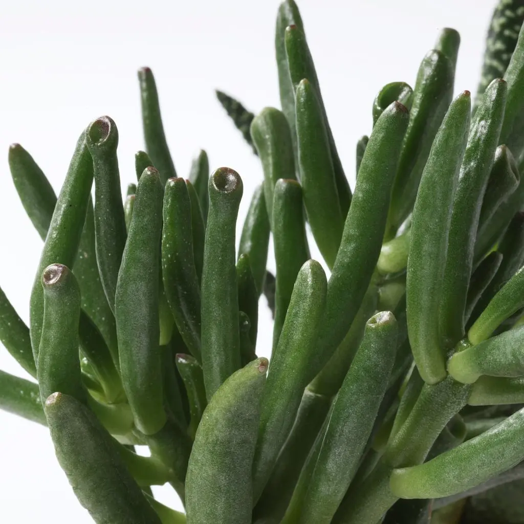 СУККУЛЕНТЫ — изображение 3