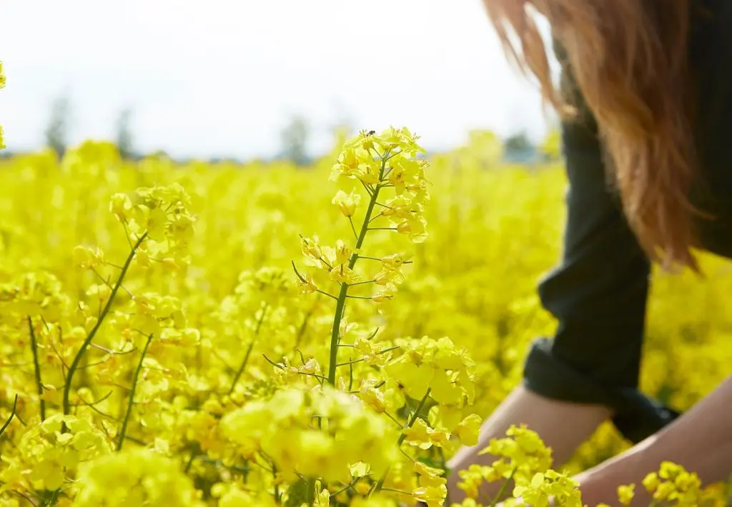 ВЭЛЬДОФТ — изображение 6